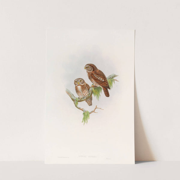 Brodie's Owlet by John Gould