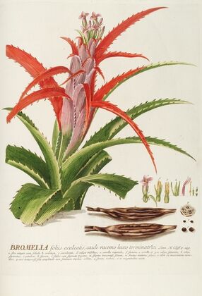 Bromelia