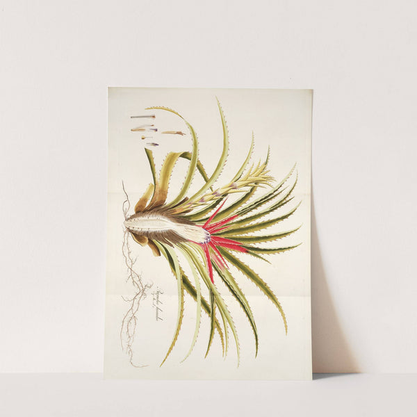Bromelia humilis by Nikolaus Joseph Freiherr von Jacquin