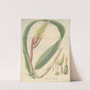 Bromelia nudicaulis by William Jackson Hooker