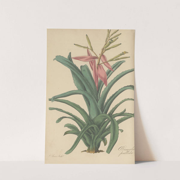 Bromelia pallida by William Jackson Hooker