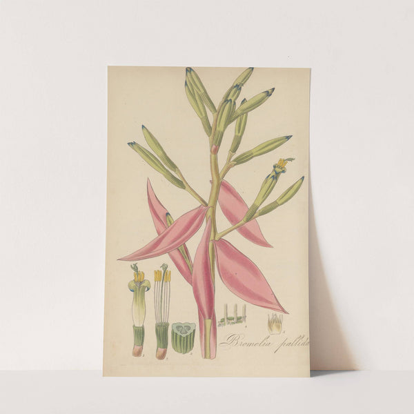 Bromelia pallida. by William Jackson Hooker