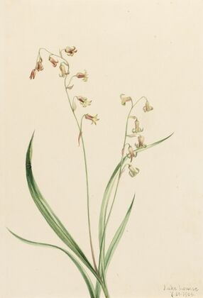 Bronzebells (Stenanthium occidentale) (1906)