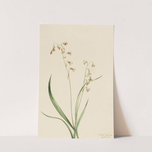 Bronzebells (Stenanthium occidentale) (1906) by Mary Vaux Walcott