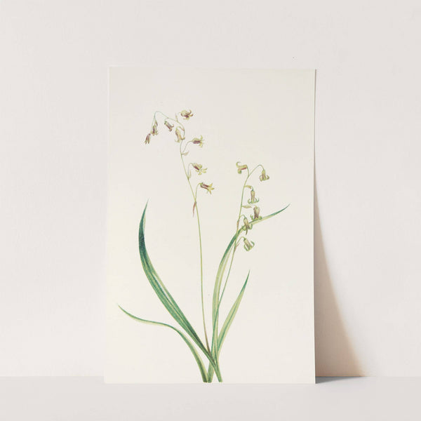 Bronzebells. (Stenanthium occidentale) (1925) by Mary Vaux Walcott