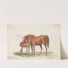 Brood Mare and Third Foal, with Marks of Quagga (1837) by Charles Hamilton Smith