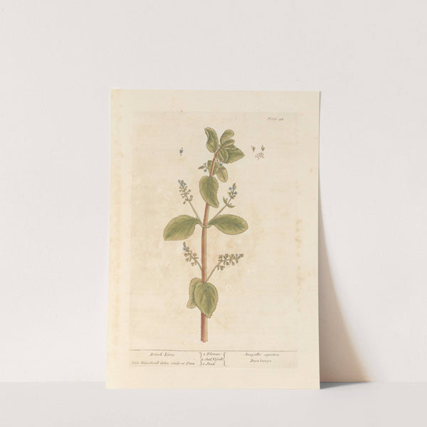 Brook lime by Elizabeth Blackwell