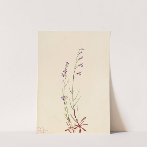 Brook Lobelia (Lobelia kalmii) (1923) by Mary Vaux Walcott