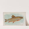 Brook Trout (1889) by Allen & Ginter