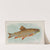 Brook Trout (1889) by Allen & Ginter