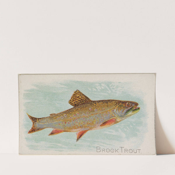 Brook Trout (1889) by Allen & Ginter