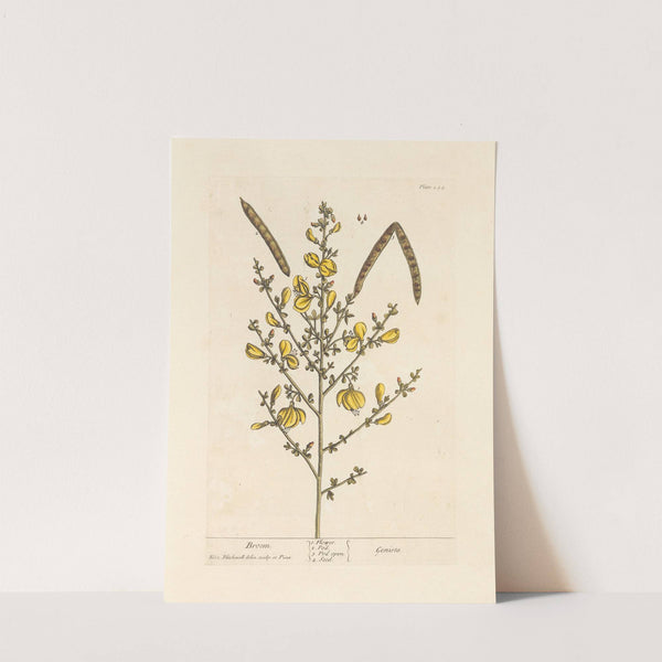 Broom by Elizabeth Blackwell