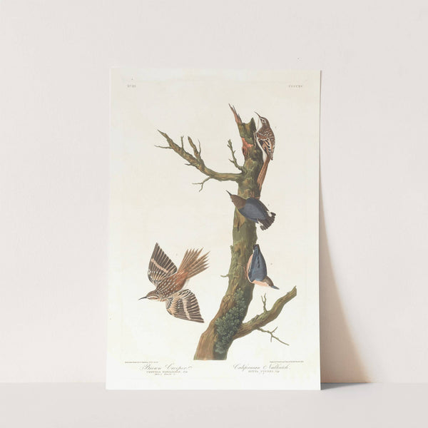 Brown creeper. Californian nuthatch by John James Audubon