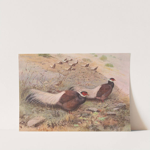 Brown Eared-Pheasant by George Edward Lodge