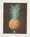 Brown Havannah pine. (1812)