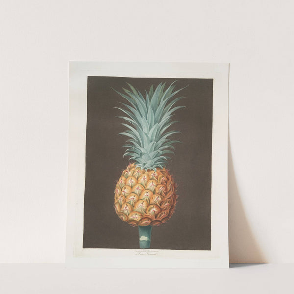 Brown Havannah pine. (1812) by George Brookshaw