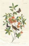 Brown headed worm eating warbler