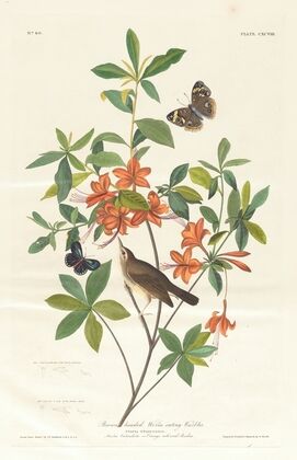 Brown headed worm eating warbler