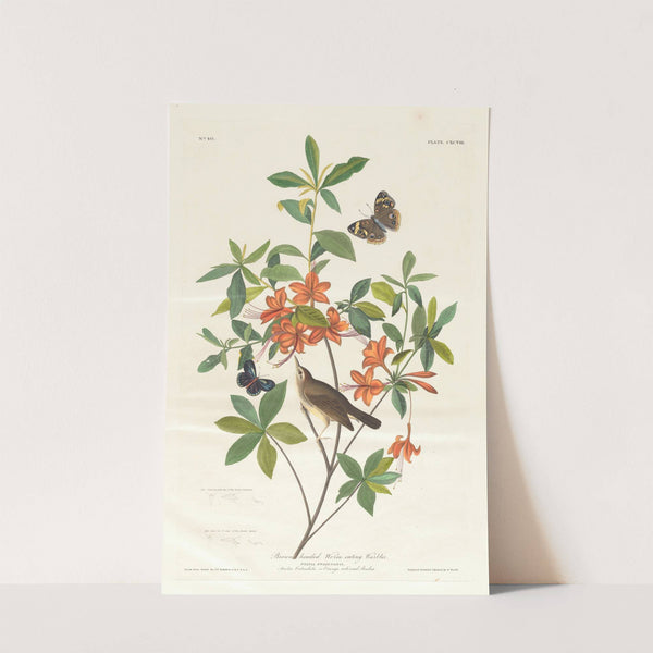 Brown headed worm eating warbler by John James Audubon