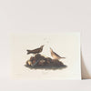 Brown lark by John James Audubon