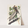 Brown pelican, Pelecanus fuscus by John James Audubon
