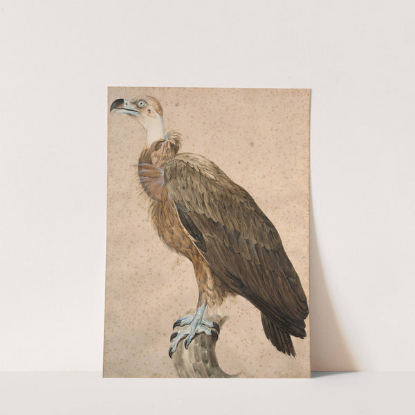 Brown vulture by Jacques Barraband