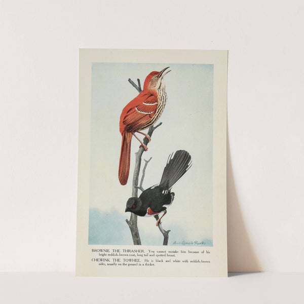 Brownie the Thrasher, Chewink the Towhee by Louis Agassiz Fuertes