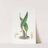 Brownish Maxillaria by Sydenham Edwards