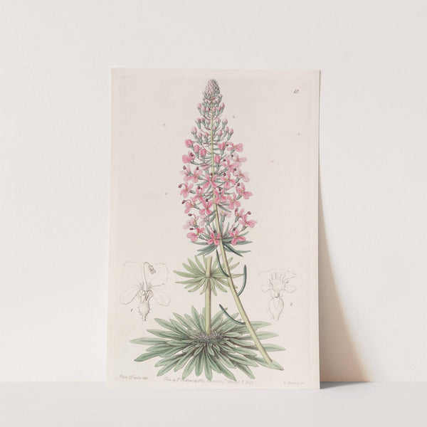 Brown's Stylewort by Sydenham Edwards