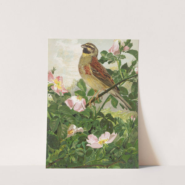 Bruant Zizi by Léo-Paul Robert