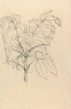 Brucea antidysenterica