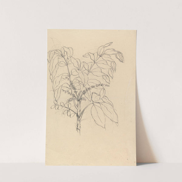 Brucea antidysenterica by Luigi Balugani