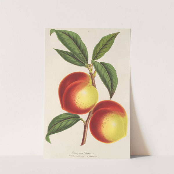 Brugnon Victoria by Charles Antoine Lemaire