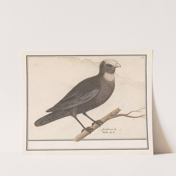 Bruine kiekendief (Circus aeruginosus) (1596-1610) by Anselmus Boëtius de Boodt