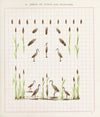 Brushwork Pl.28