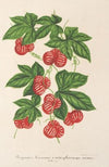 Bryonopsis laciniata (var. erythrocarpa)