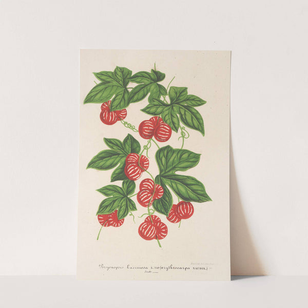 Bryonopsis laciniata (var. erythrocarpa) by Charles Antoine Lemaire