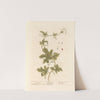 Bryony by Elizabeth Blackwell