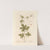 Bryony by Elizabeth Blackwell