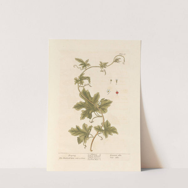 Bryony by Elizabeth Blackwell