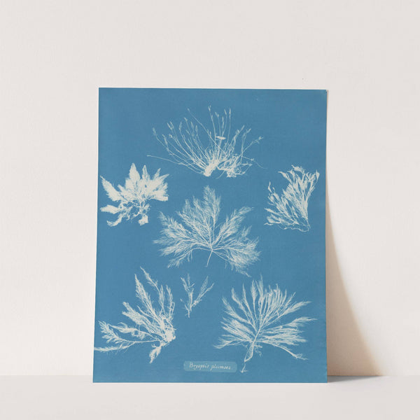 Bryopsis plumosa by Anna Atkins