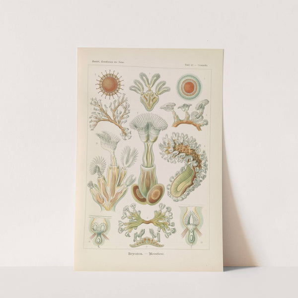 Bryozoa. - Moostiere by Ernst Haeckel