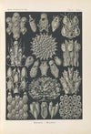Bryozoa. – Woostiere
