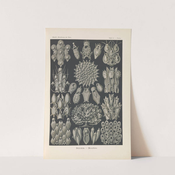 Bryozoa. - Woostiere by Ernst Haeckel
