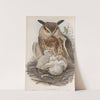 Bubo maximus. Eagle Owl. (1862-1873) by John Gould