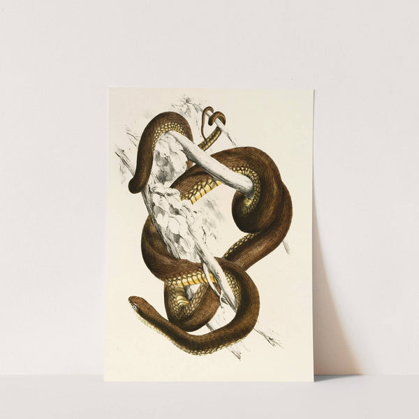 Bucephalus Capensis by Sir Andrew Smith