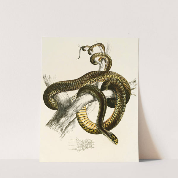 Bucephalus Capensis Var A. by Sir Andrew Smith