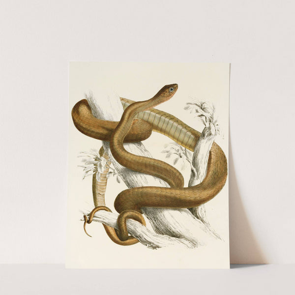 Bucephalus Capensis Var B. by Sir Andrew Smith