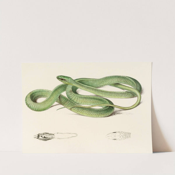 Bucephalus Viridis by Sir Andrew Smith