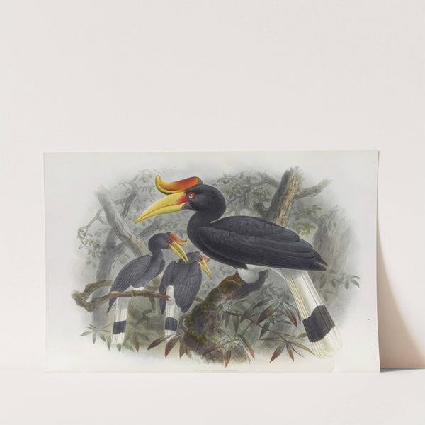 Buceros rhinoceros by Daniel Giraud Elliot